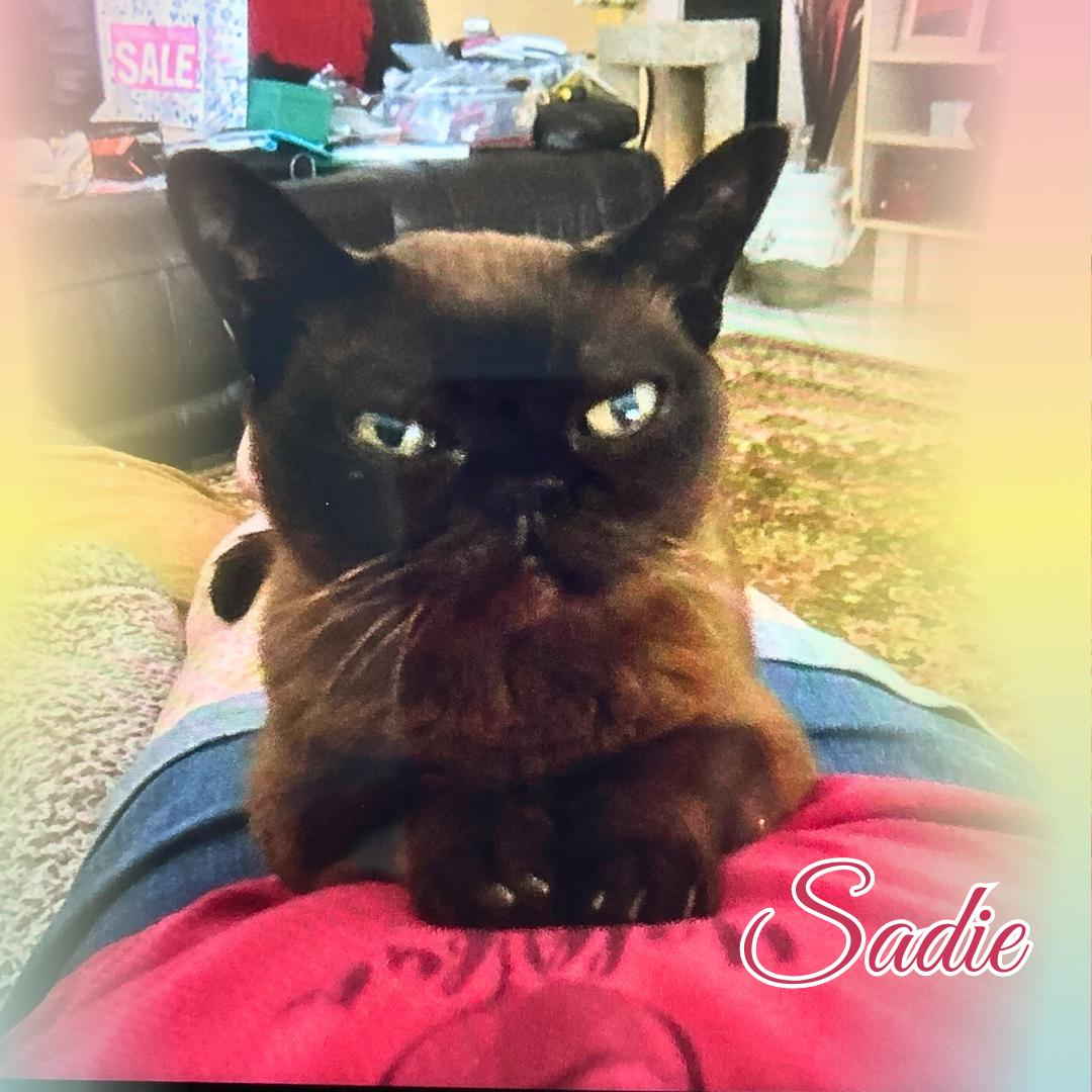 Enlarge Sadie (PJ of Burmew), a Adopted Burmese in Orange City, FL image 4/5