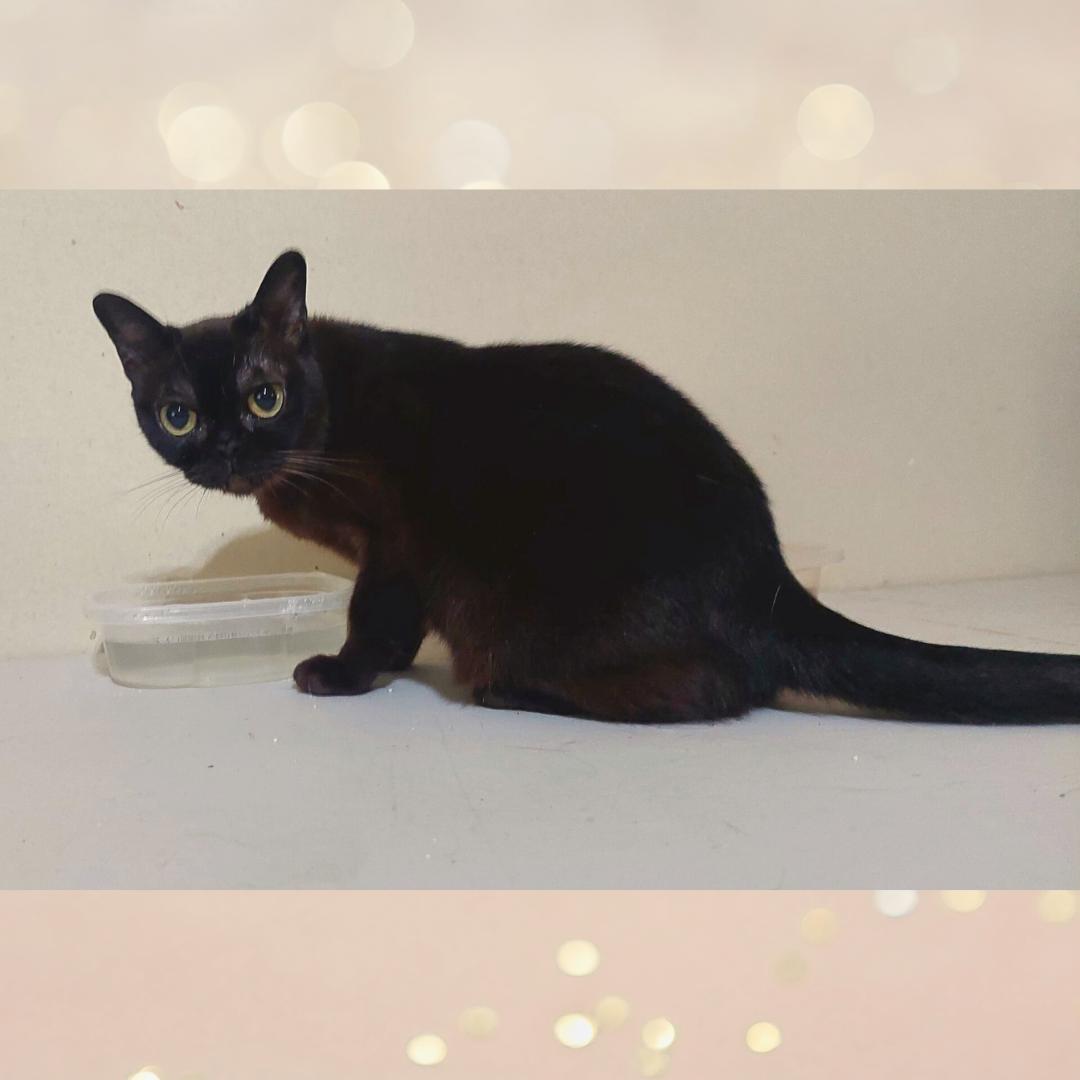 Sadie (PJ of Burmew), Adopted, Adult Female Burmese.