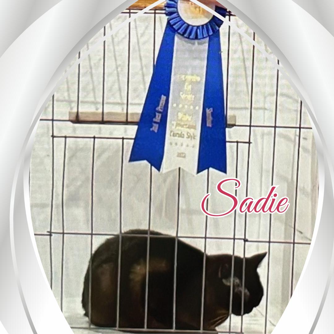 Enlarge Sadie (PJ of Burmew), a Adopted Burmese in Orange City, FL image 5/5