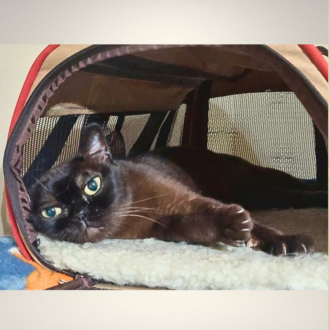 Enlarge Sadie (PJ of Burmew), a Adopted Burmese in Orange City, FL image 3/5