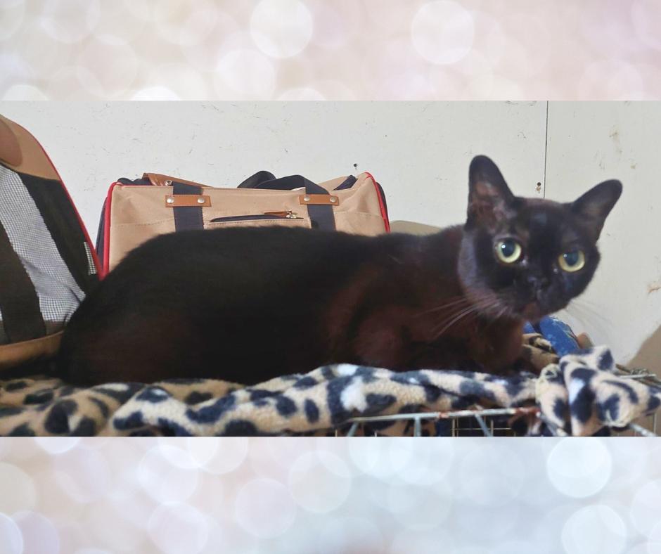 Enlarge Sadie (PJ of Burmew), a Adopted Burmese in Orange City, FL image 2/5