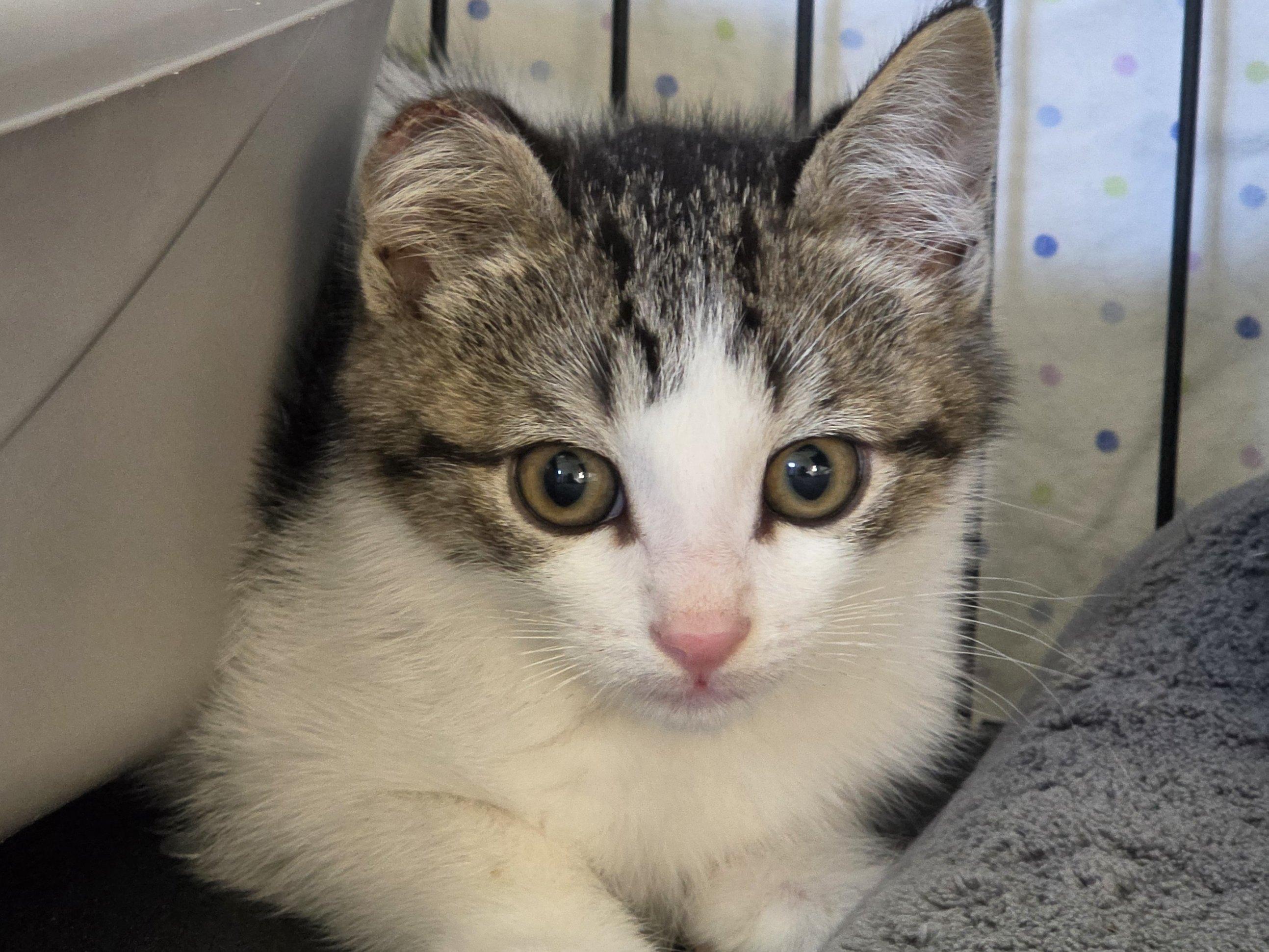 Enlarge BARN CATS (Juveniles), a Adoptable mixed breed in Republic, WA image 2/5