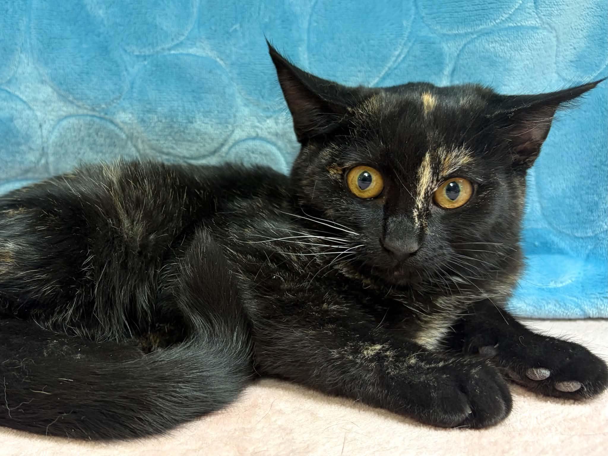 Enlarge BARN CATS (Juveniles), a Adoptable mixed breed in Republic, WA image 3/5