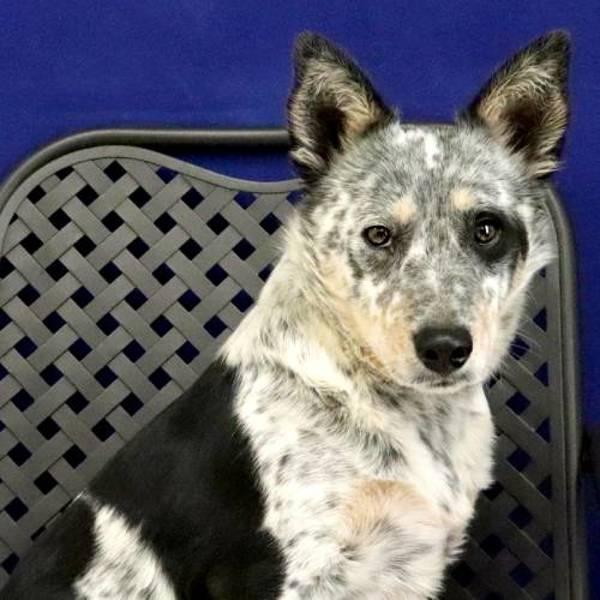 Enlarge Genti-Li, a Adoptable mixed breed in Fort Davis, TX image 1/2