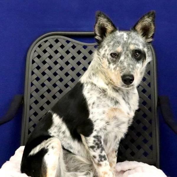 Enlarge Genti-Li, a Adoptable mixed breed in Fort Davis, TX image 2/2