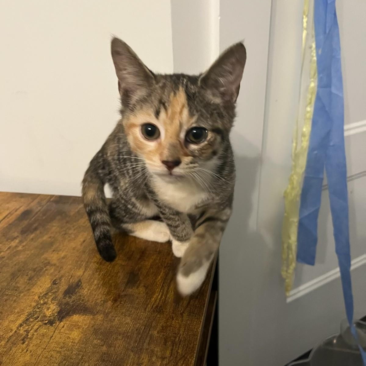 Enlarge Balrog, a Adoptable Domestic Short Hair in New York City, NY image 4/6