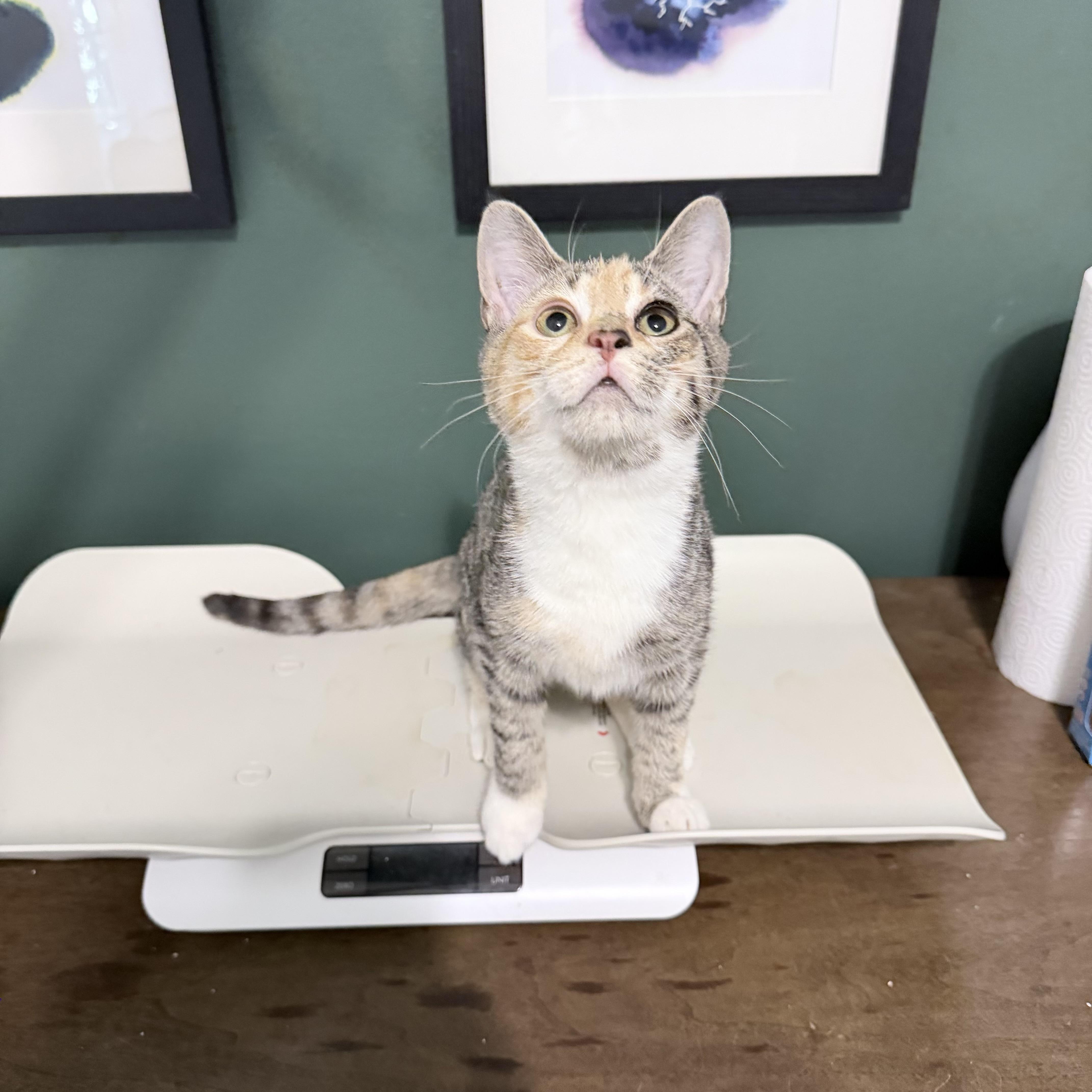 Enlarge Balrog, a Adoptable Domestic Short Hair in New York City, NY image 2/6