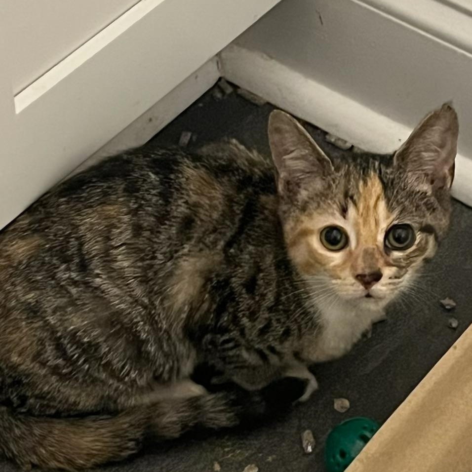 Enlarge Balrog, a Adoptable Domestic Short Hair in New York City, NY image 5/6