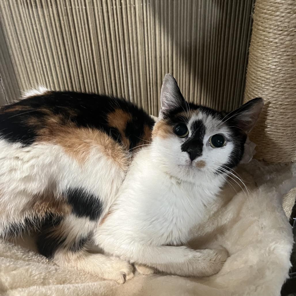 Enlarge Eva, a Adoptable Domestic Short Hair in Pasadena , MD image 1/1