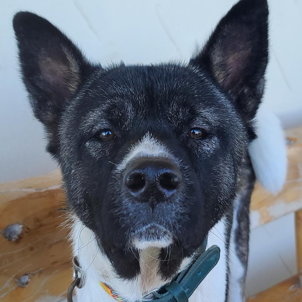 Enlarge JJ (AZ), a Adoptable Akita in Queen Creek, AZ image 1/4
