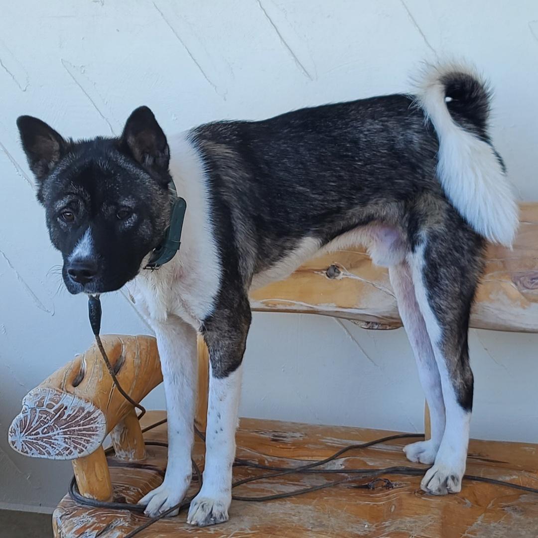Enlarge JJ (AZ), a Adoptable Akita in Queen Creek, AZ image 4/4