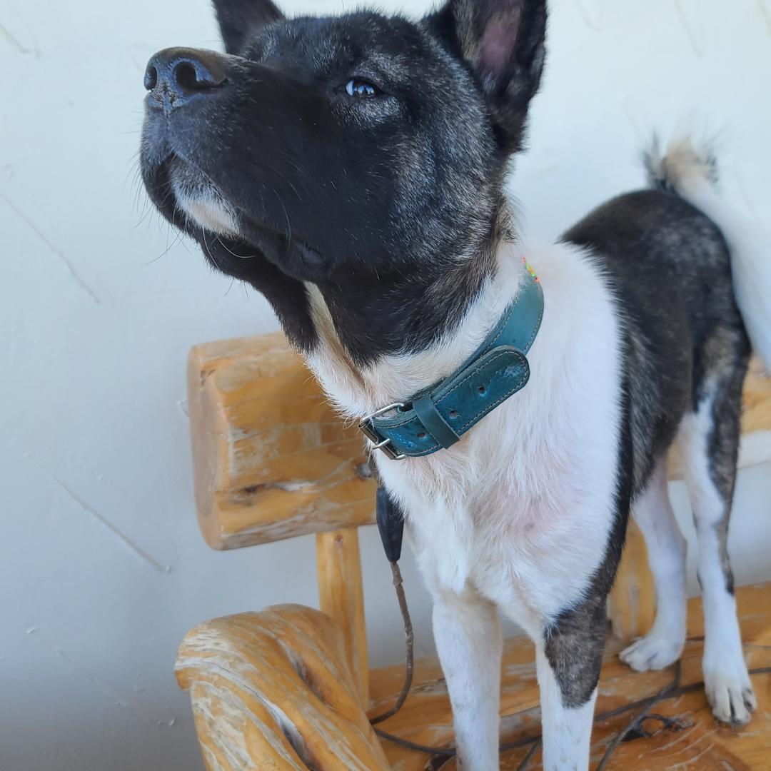 Enlarge JJ (AZ), a Adoptable Akita in Queen Creek, AZ image 2/4