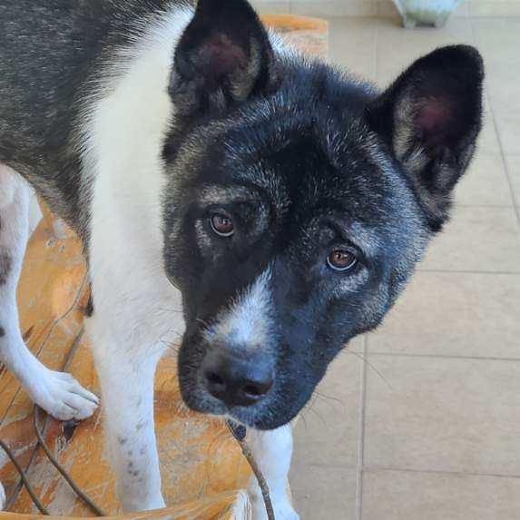 Enlarge JJ (AZ), a Adoptable Akita in Queen Creek, AZ image 3/4