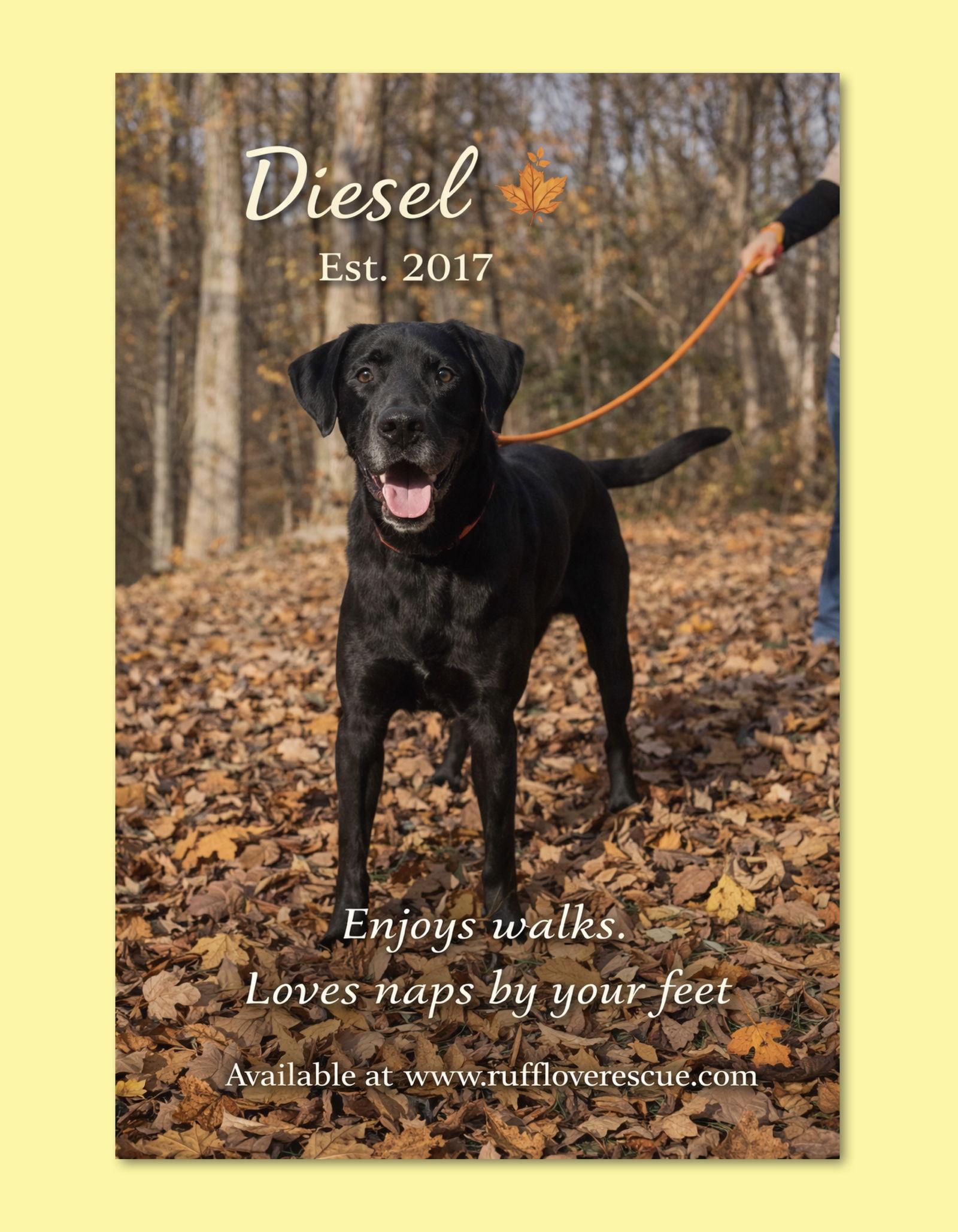 Diesel, Adoptable, Senior Male Great Dane.