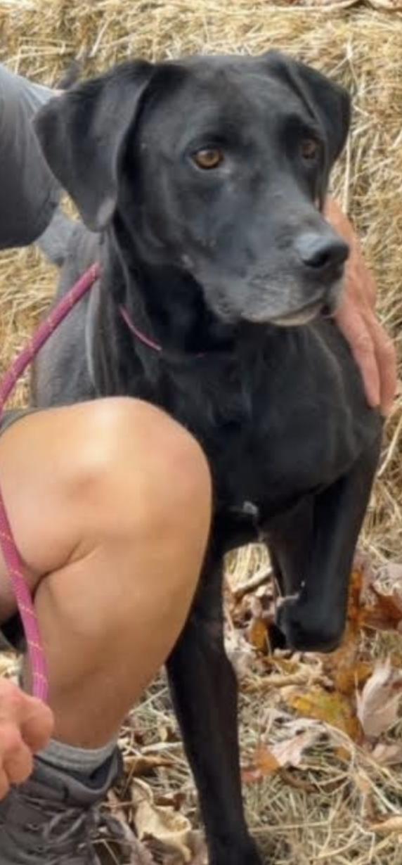Diesel, a Adoptable Great Dane in Thomasville, NC image 1/3