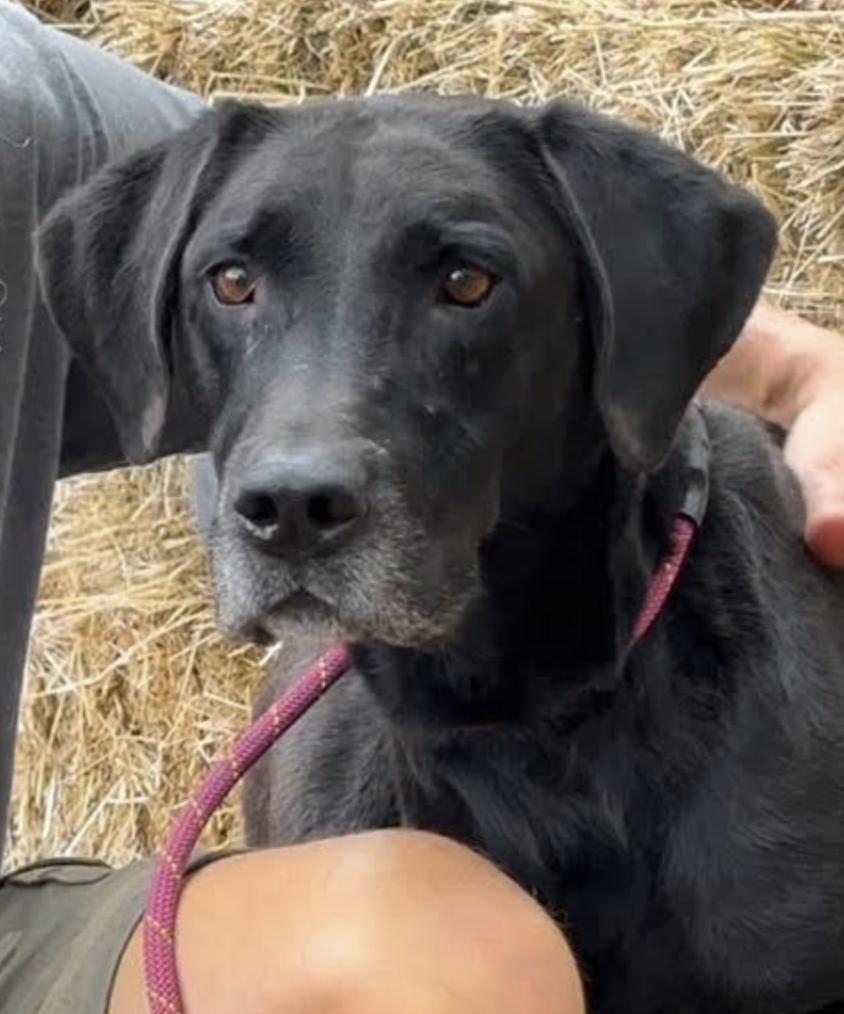 Diesel, a Adoptable Great Dane in Thomasville, NC image 3/3