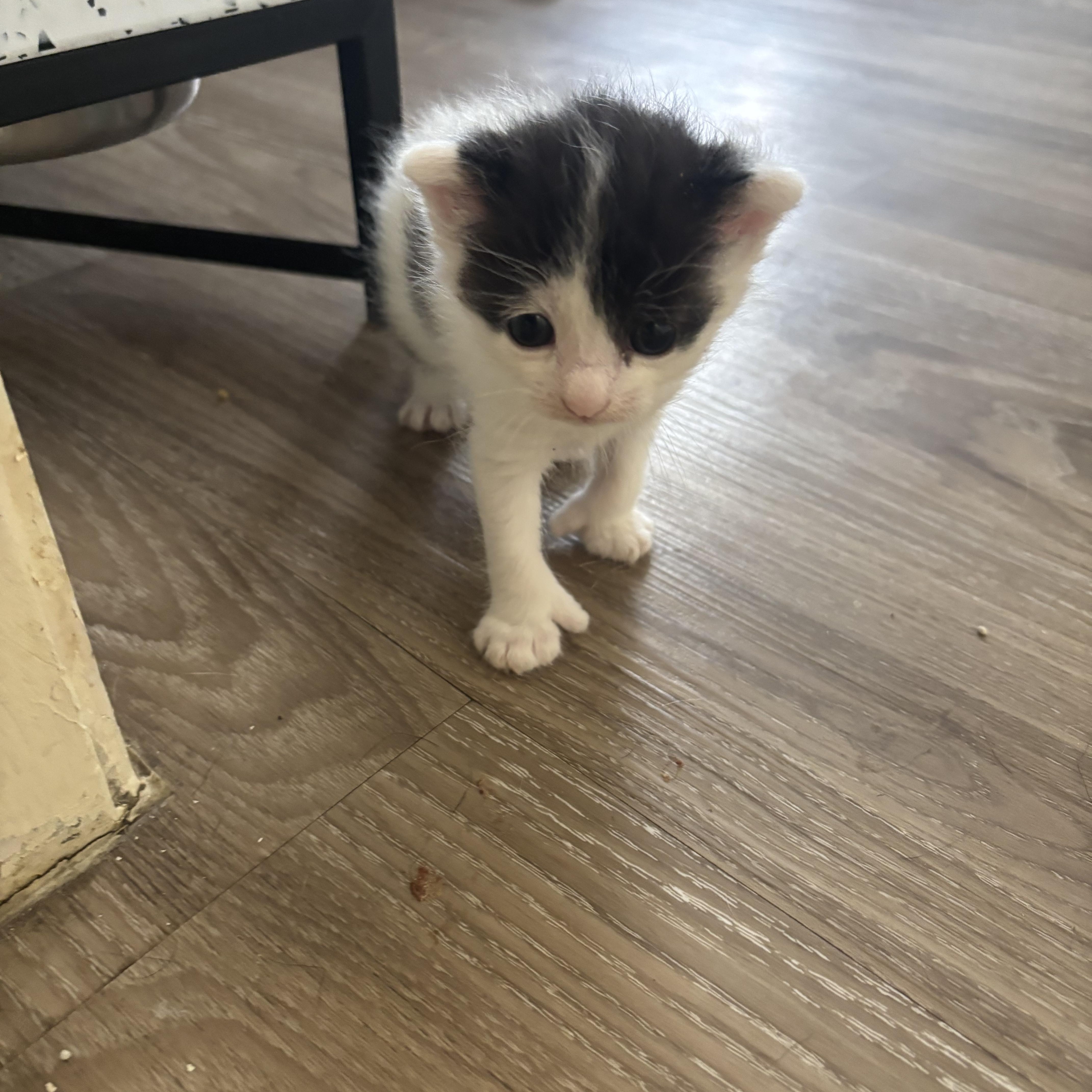 Enlarge Thumbelina, an adopted Domestic Medium Hair in Costa Mesa, CA image 2/3