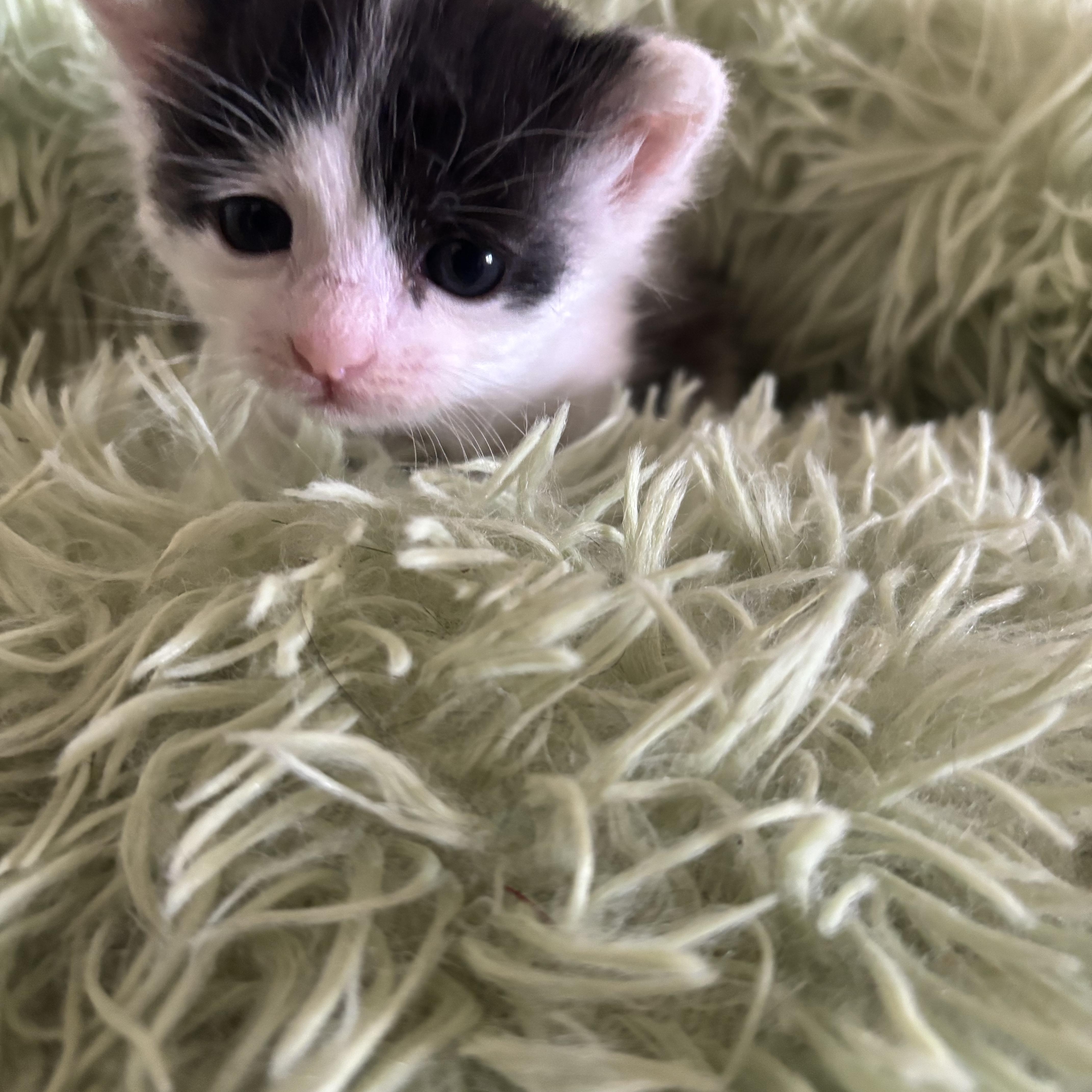 Enlarge Thumbelina, an adopted Domestic Medium Hair in Costa Mesa, CA image 3/3