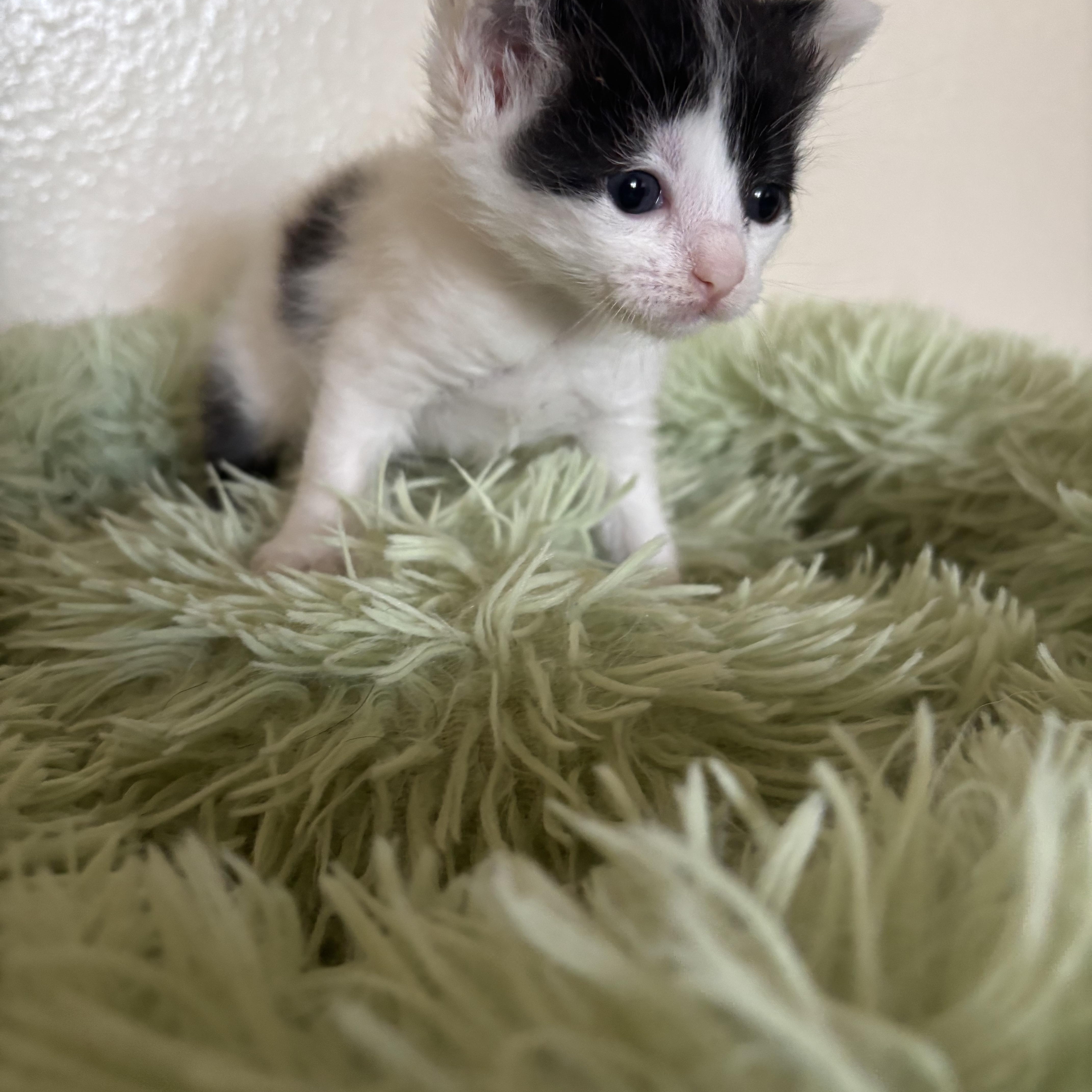 Enlarge Thumbelina, an adopted Domestic Medium Hair in Costa Mesa, CA image 1/3