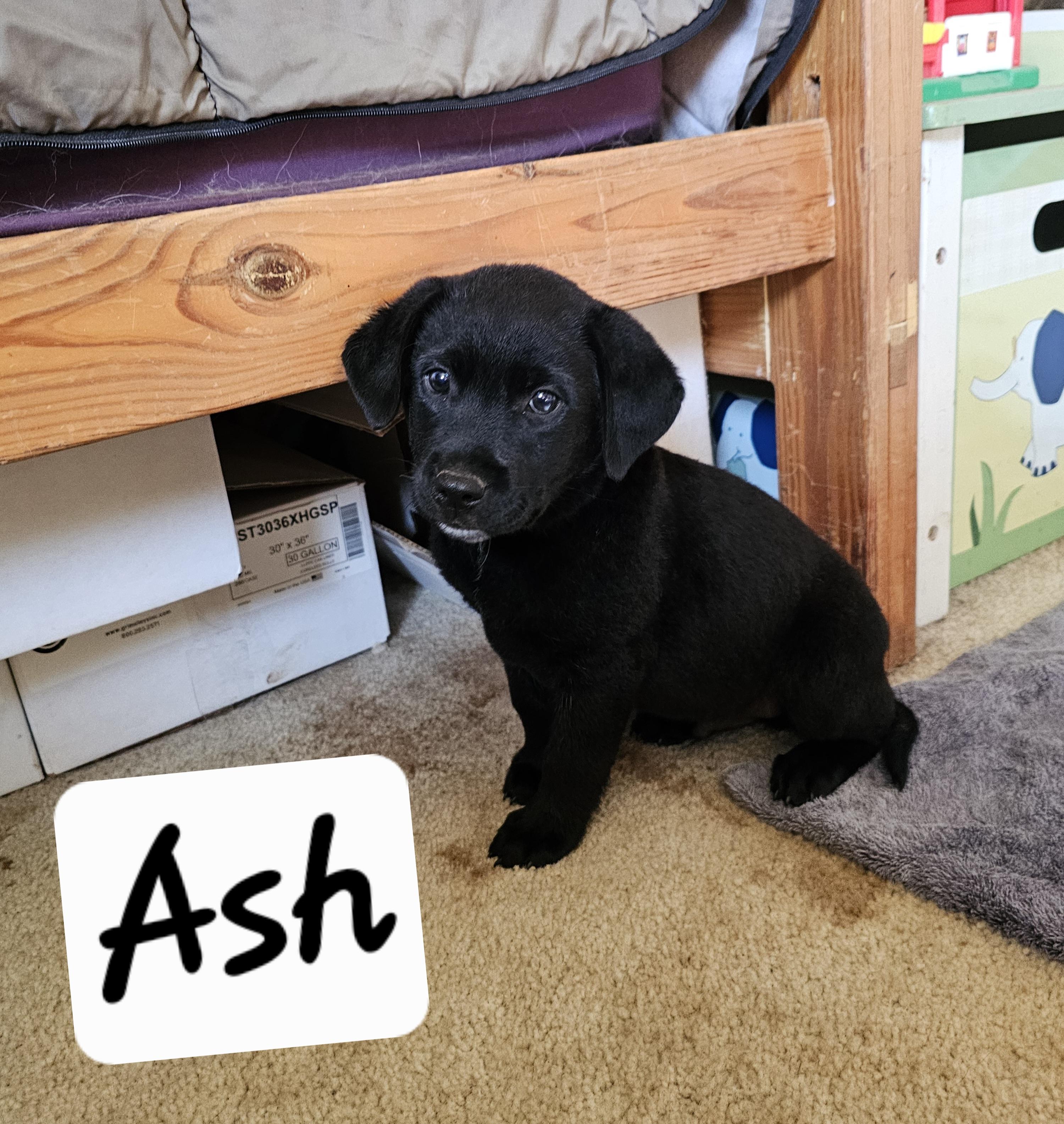 Ash, a ADOPTABLE mixed breed in Cleveland, OK image 2/2