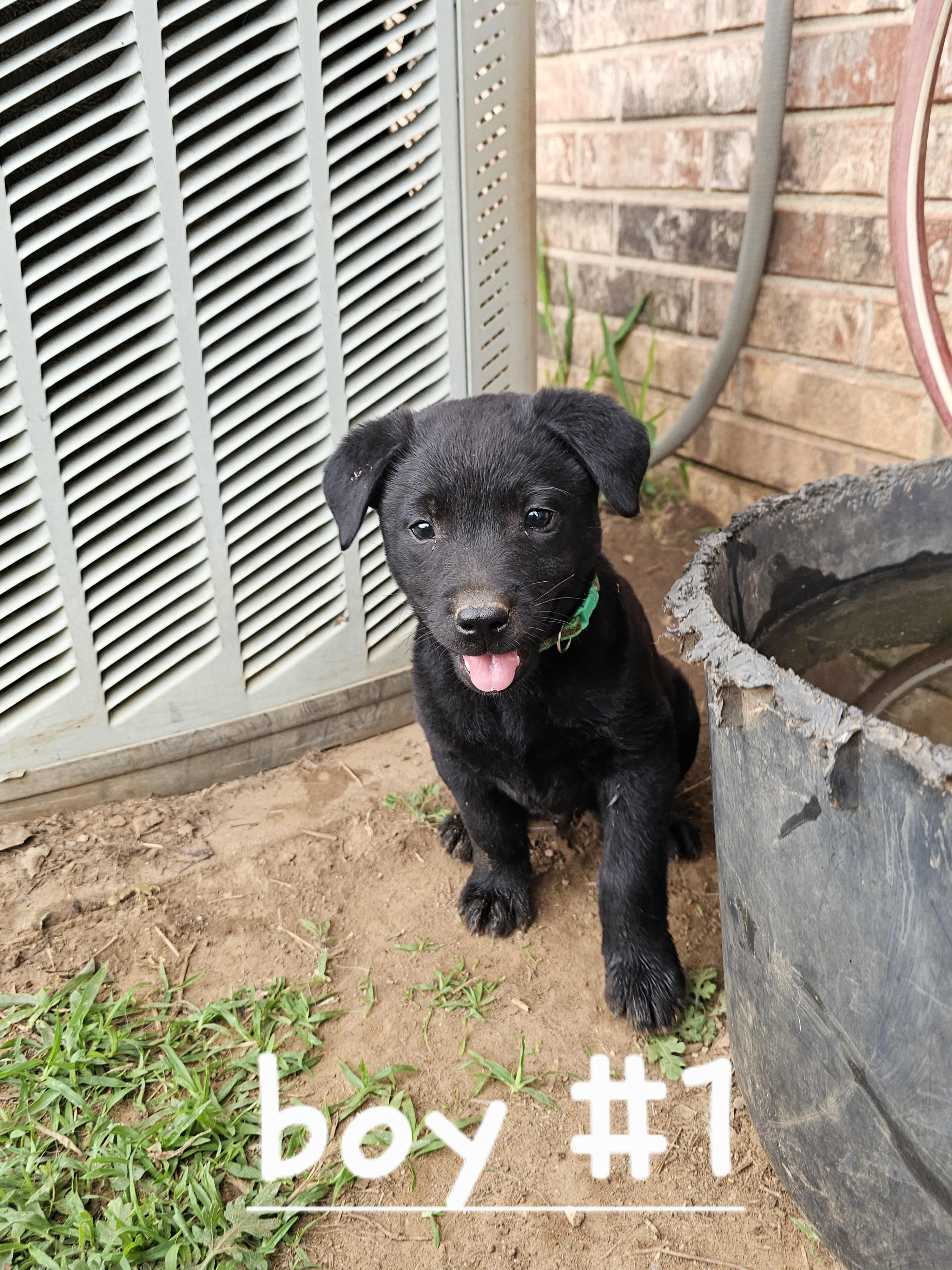 Ash, ADOPTABLE, Puppy Male Australian Cattle Dog / Blue Heeler & Black Labrador Retriever.