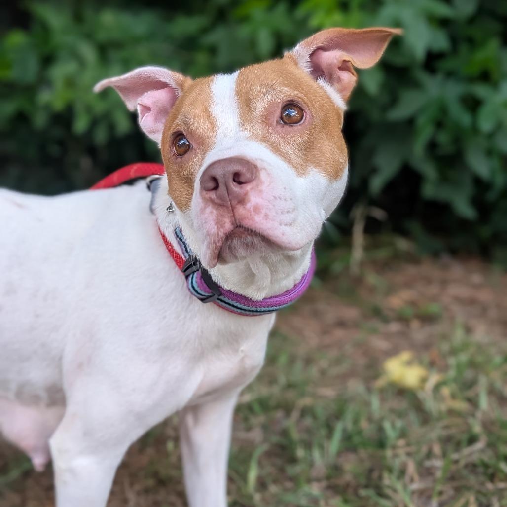 Enlarge Athena 07-0806, a Adoptable mixed breed in Tyrone, GA image 1/6