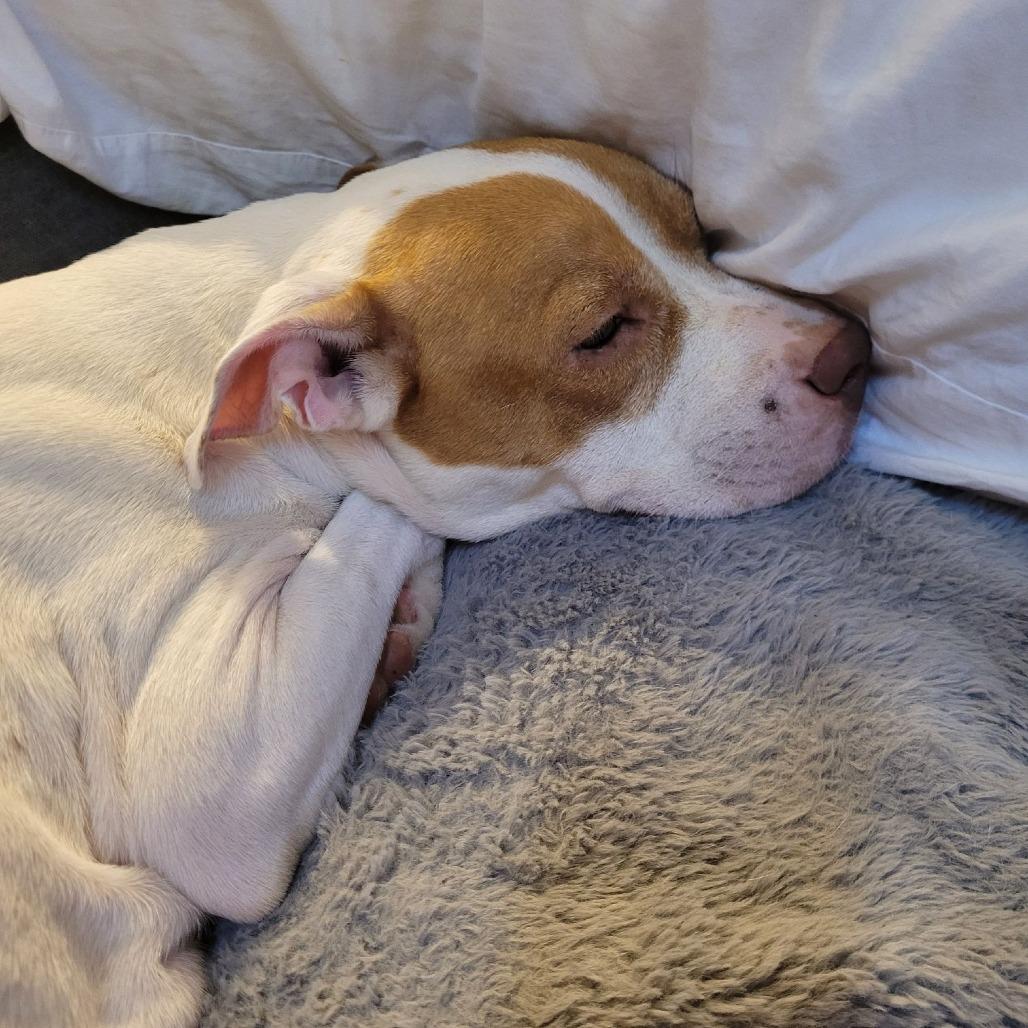 Enlarge Athena 07-0806, a Adoptable mixed breed in Tyrone, GA image 2/6