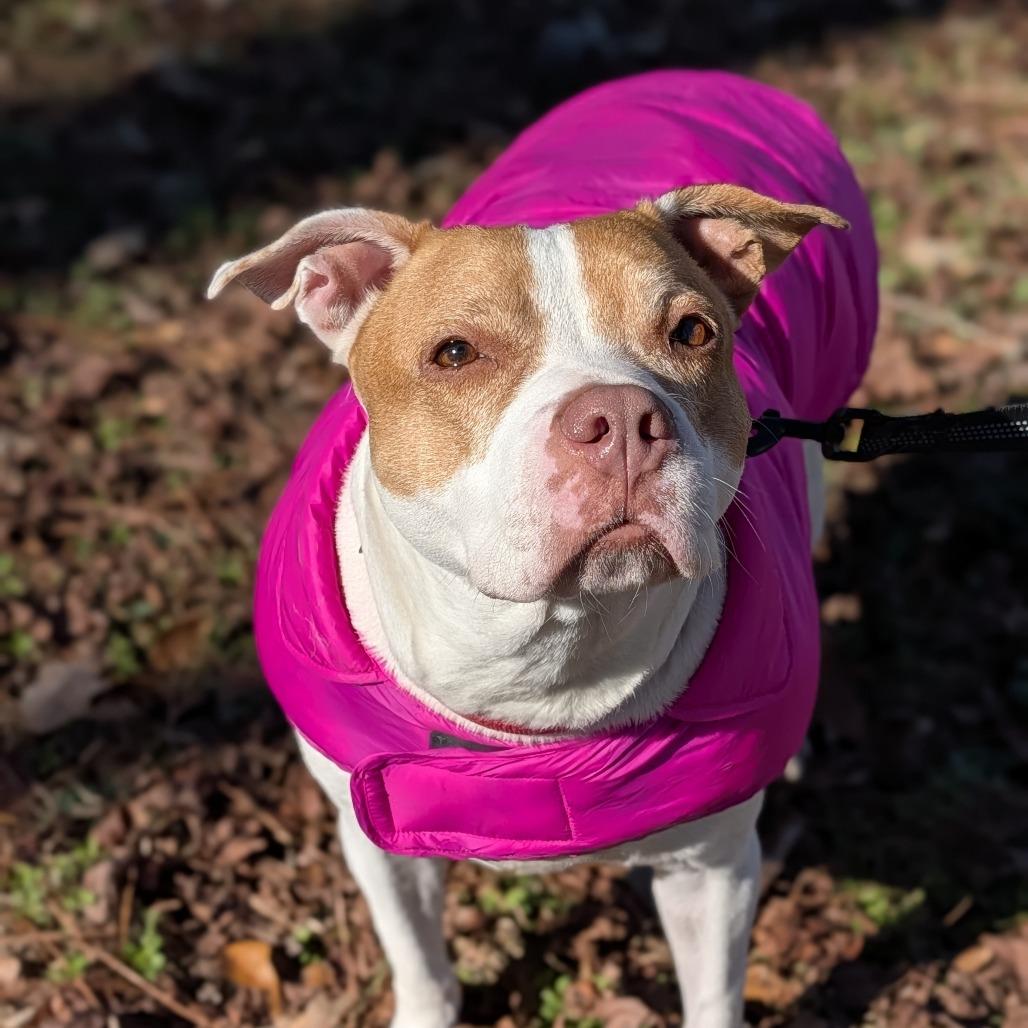 Enlarge Athena 07-0806, a Adoptable mixed breed in Tyrone, GA image 3/6