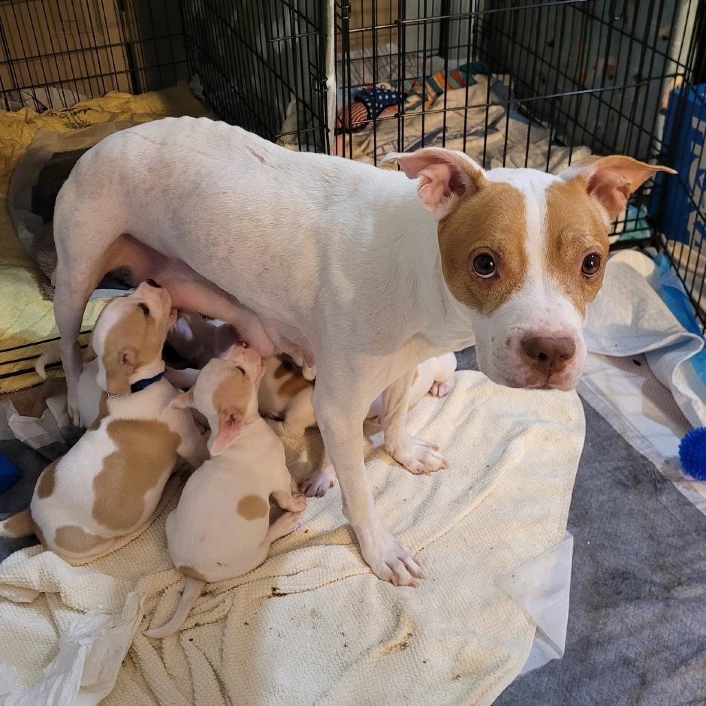 Enlarge Athena 07-0806, a Adoptable mixed breed in Tyrone, GA image 4/6