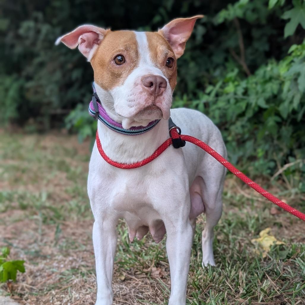 Enlarge Athena 07-0806, a Adoptable mixed breed in Tyrone, GA image 5/6