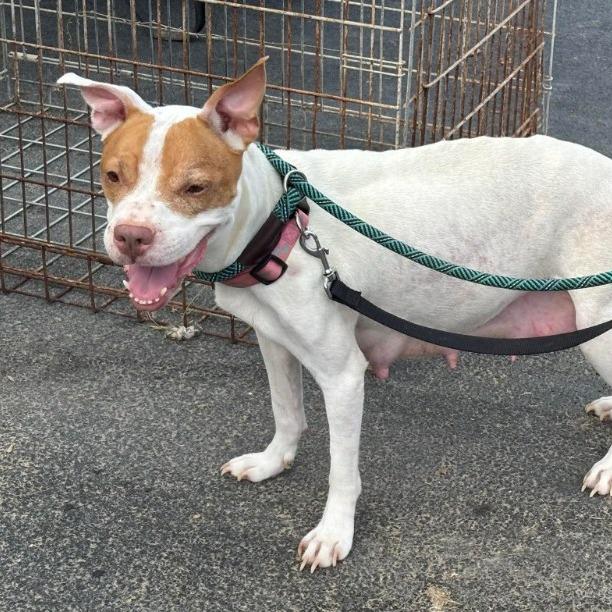 Enlarge Athena 07-0806, a Adoptable mixed breed in Tyrone, GA image 6/6