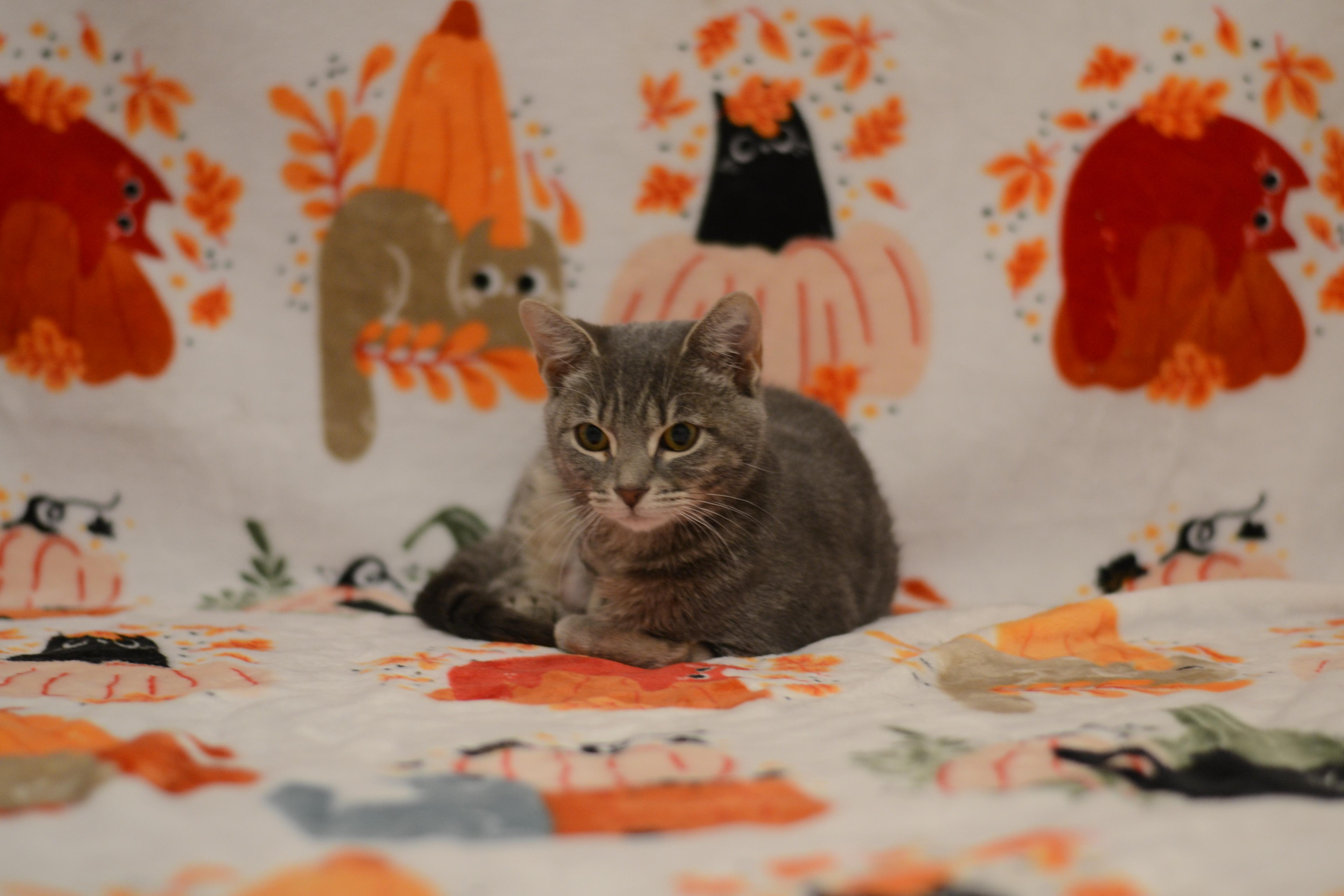 Riolu, Adoptable, Kitten Female Domestic Short Hair.