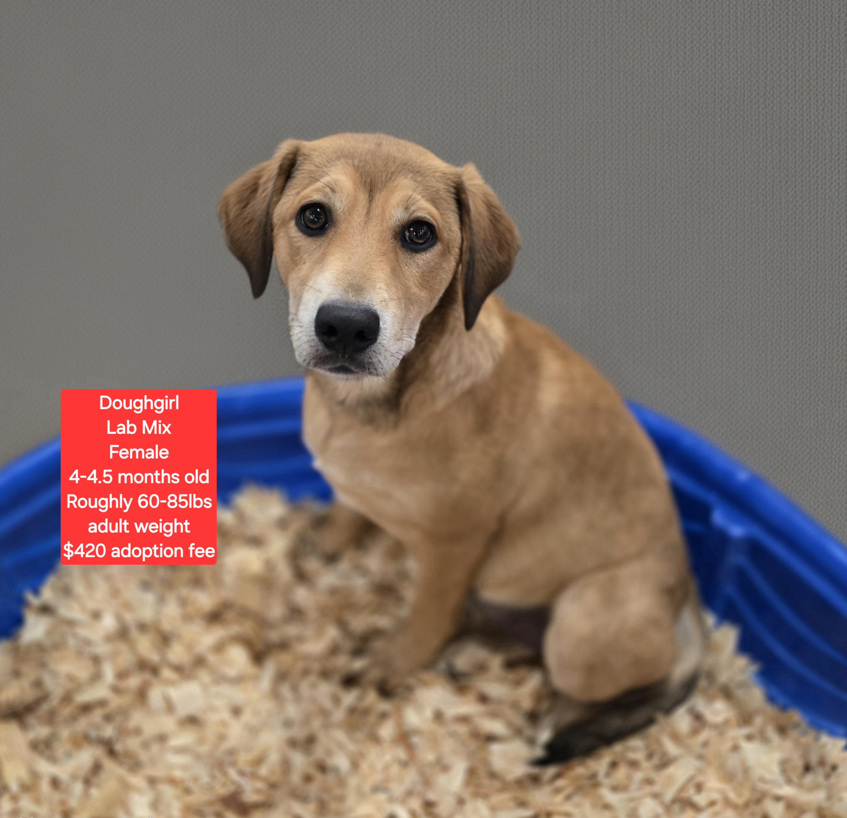 Doughgirl, ADOPTABLE, Puppy Female Labrador Retriever.