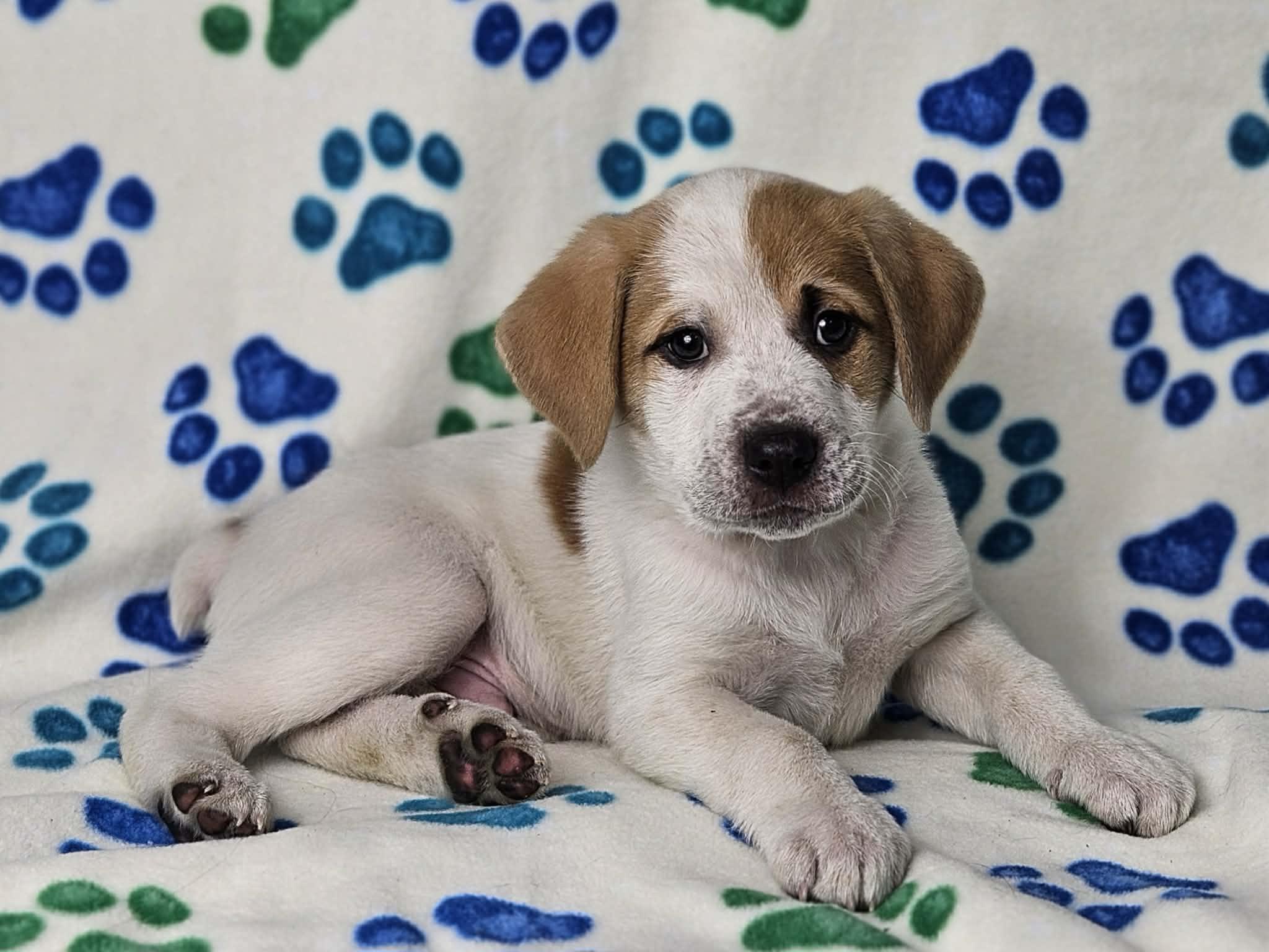 Enlarge Ritchie, an adopted mixed breed in East Sparta, OH image 1/1