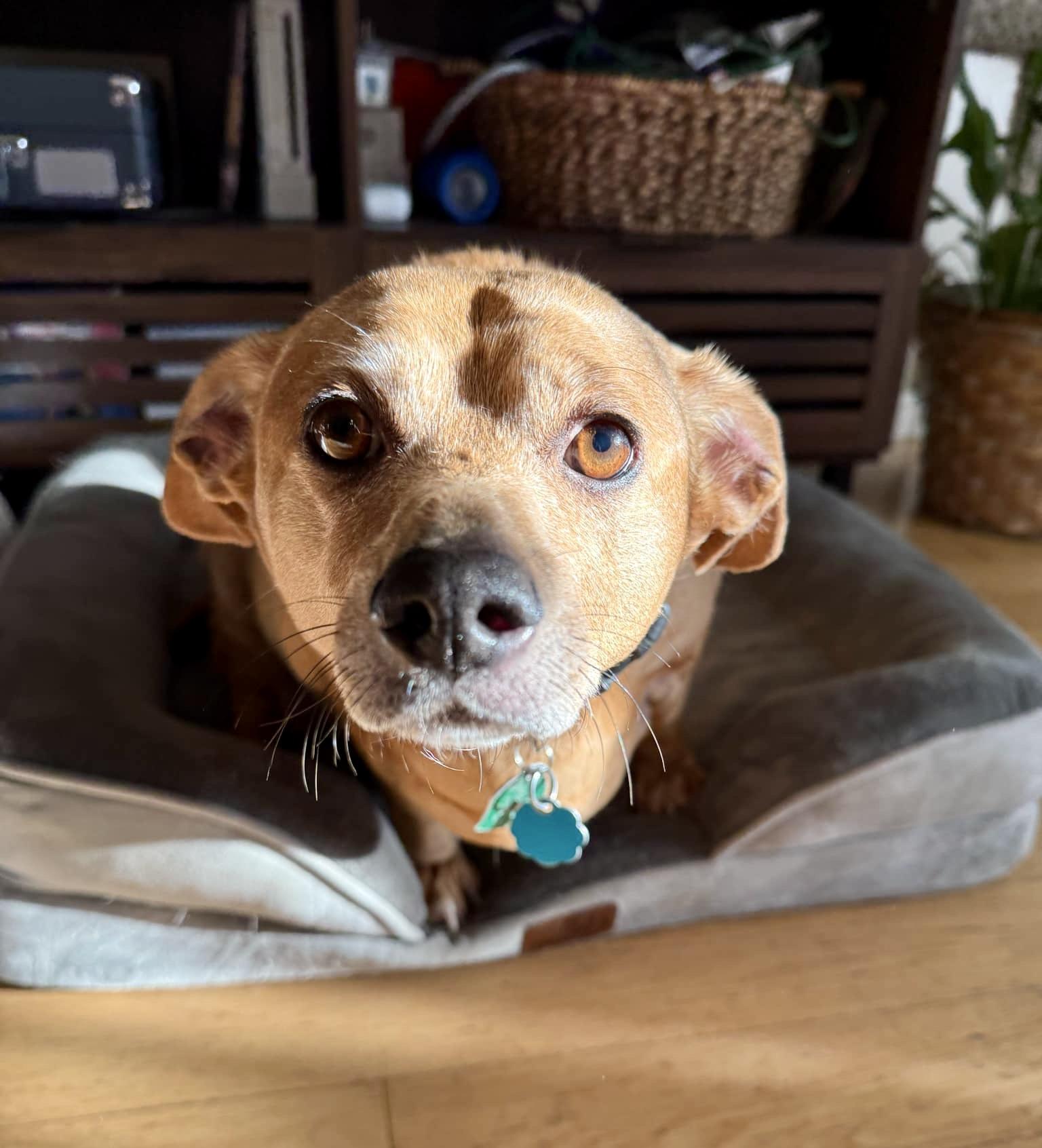 Enlarge Lenny (akaLeo#2), a ADOPTABLE mixed breed in Hull, MA image 1/5