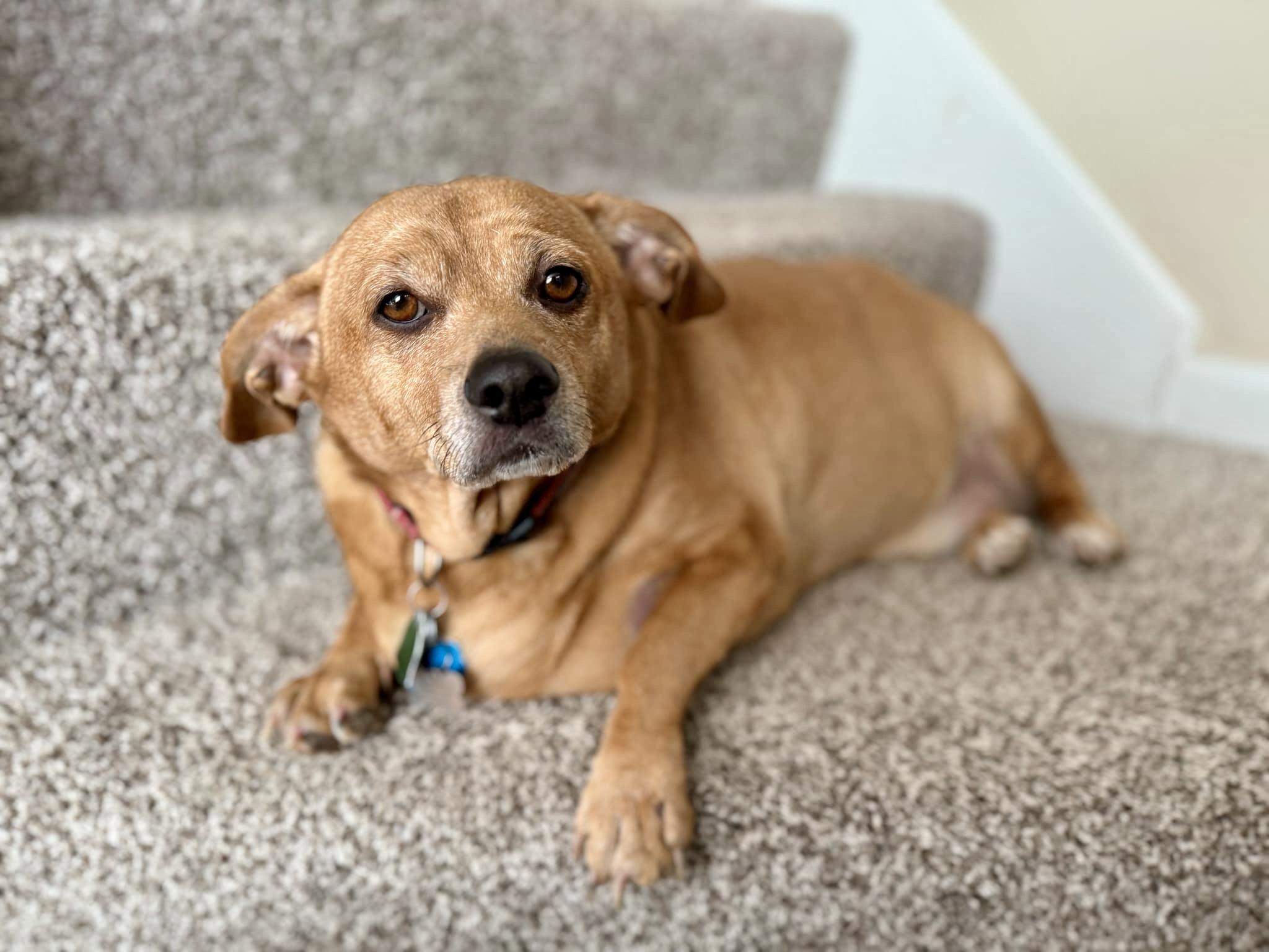 Enlarge Lenny (akaLeo#2), a ADOPTABLE mixed breed in Hull, MA image 2/5