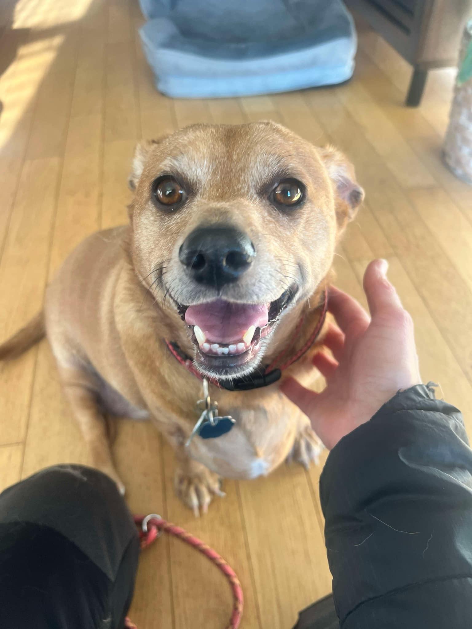 Enlarge Lenny (akaLeo#2), a ADOPTABLE mixed breed in Hull, MA image 3/5