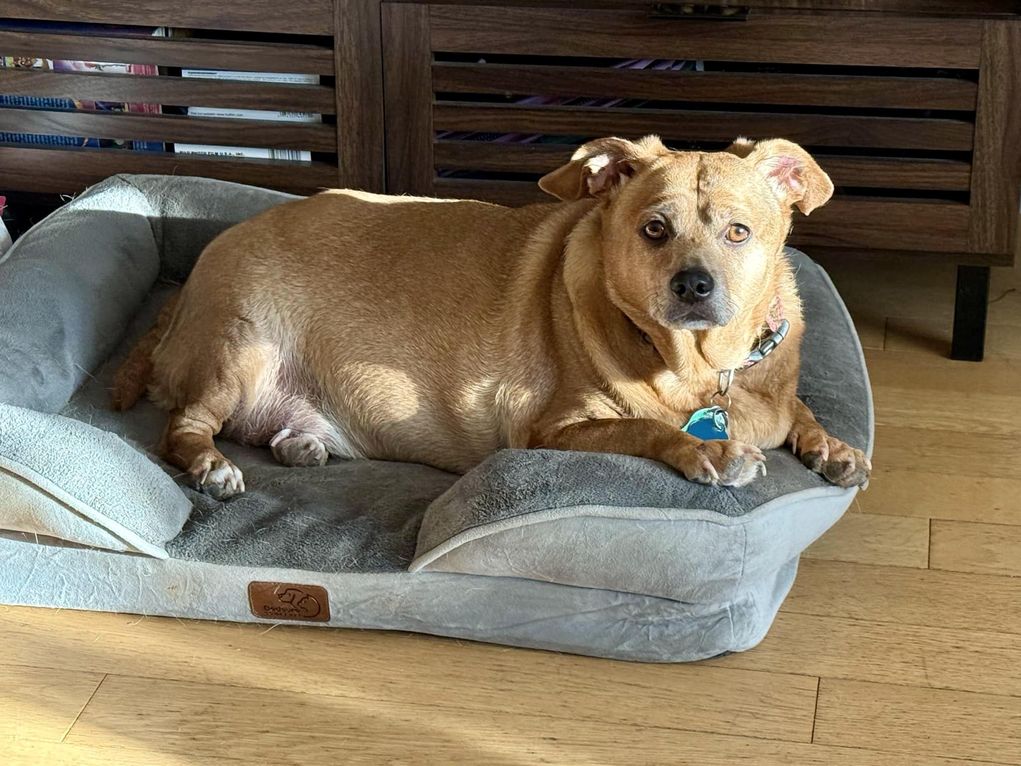 Enlarge Lenny (akaLeo#2), a ADOPTABLE mixed breed in Hull, MA image 4/5