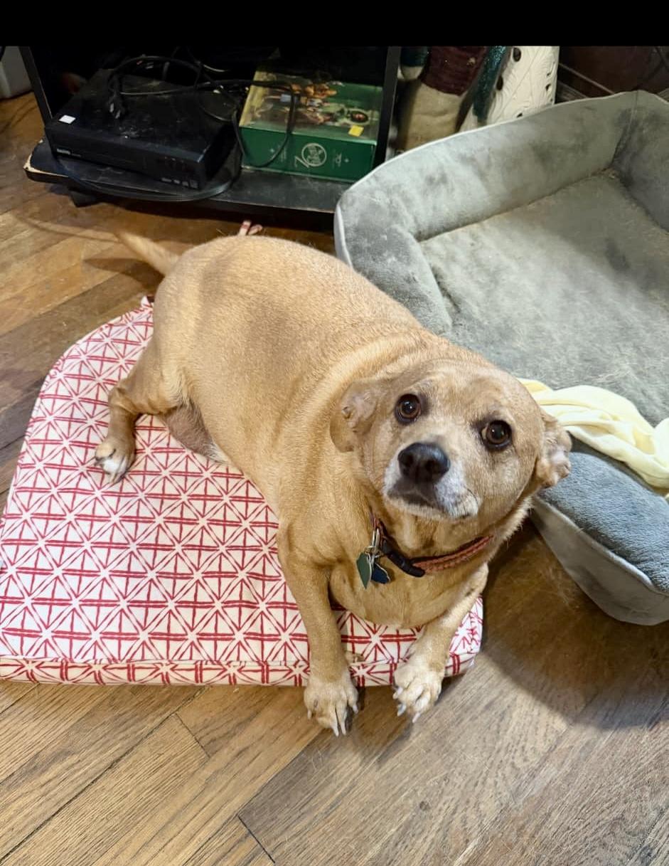 Enlarge Lenny (akaLeo#2), a ADOPTABLE mixed breed in Hull, MA image 5/5