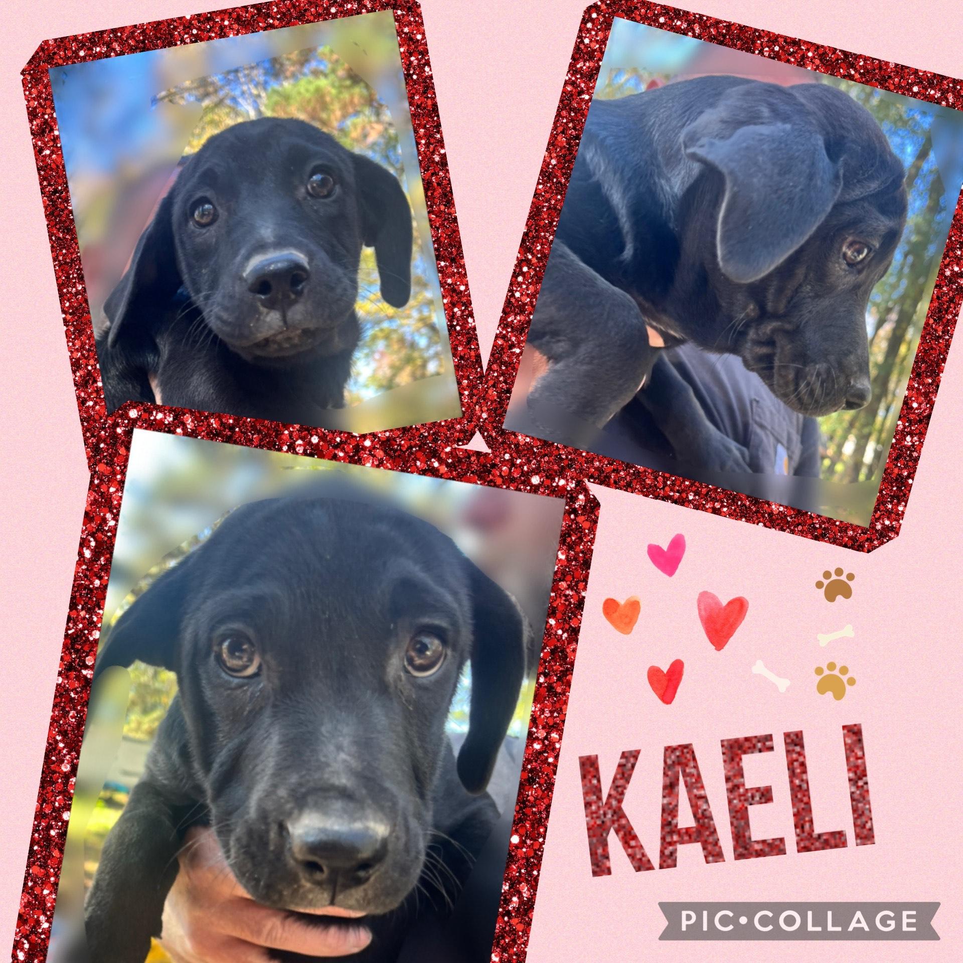 Dog for adoption - kaeli, a Black Labrador Retriever Mix in Rockford ...