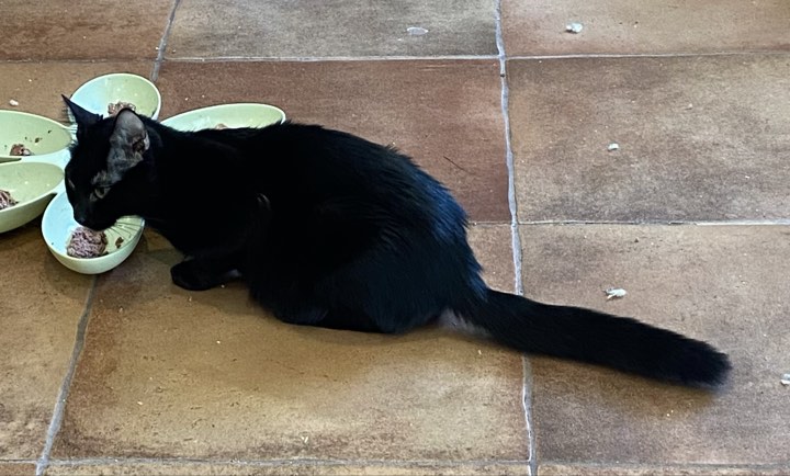 Violet, a Adoptable Domestic Short Hair in Omaha, NE image 6/6