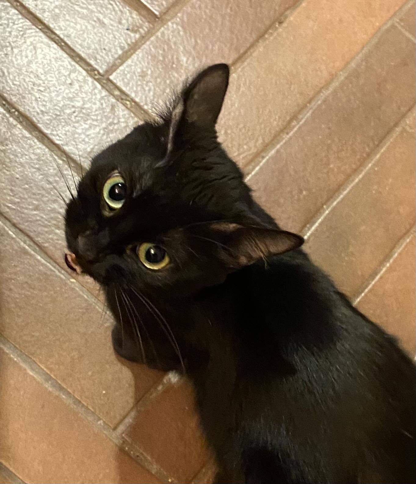 Violet, Adoptable, Adult Female Domestic Short Hair.