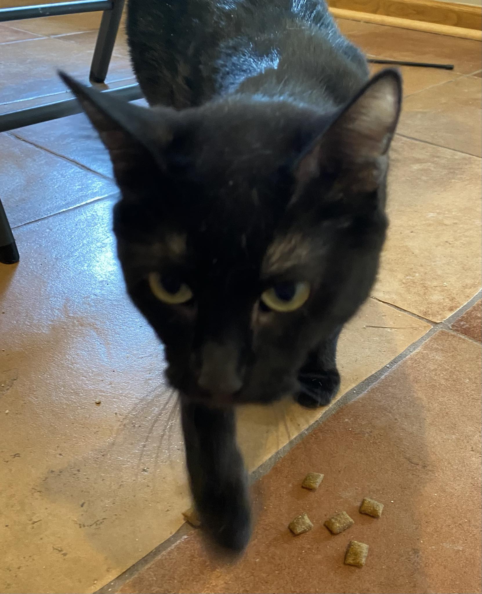 Violet, a Adoptable Domestic Short Hair in Omaha, NE image 2/6