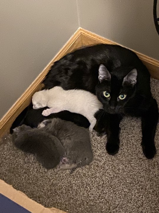 Violet, a Adoptable Domestic Short Hair in Omaha, NE image 4/6