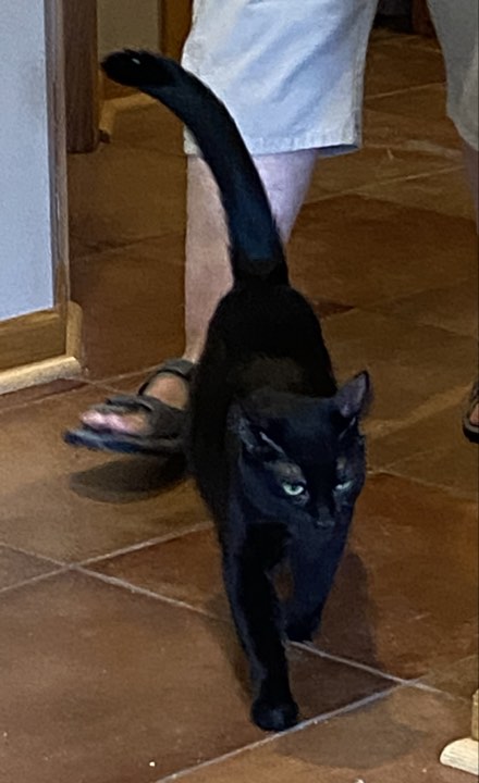 Violet, a Adoptable Domestic Short Hair in Omaha, NE image 5/6