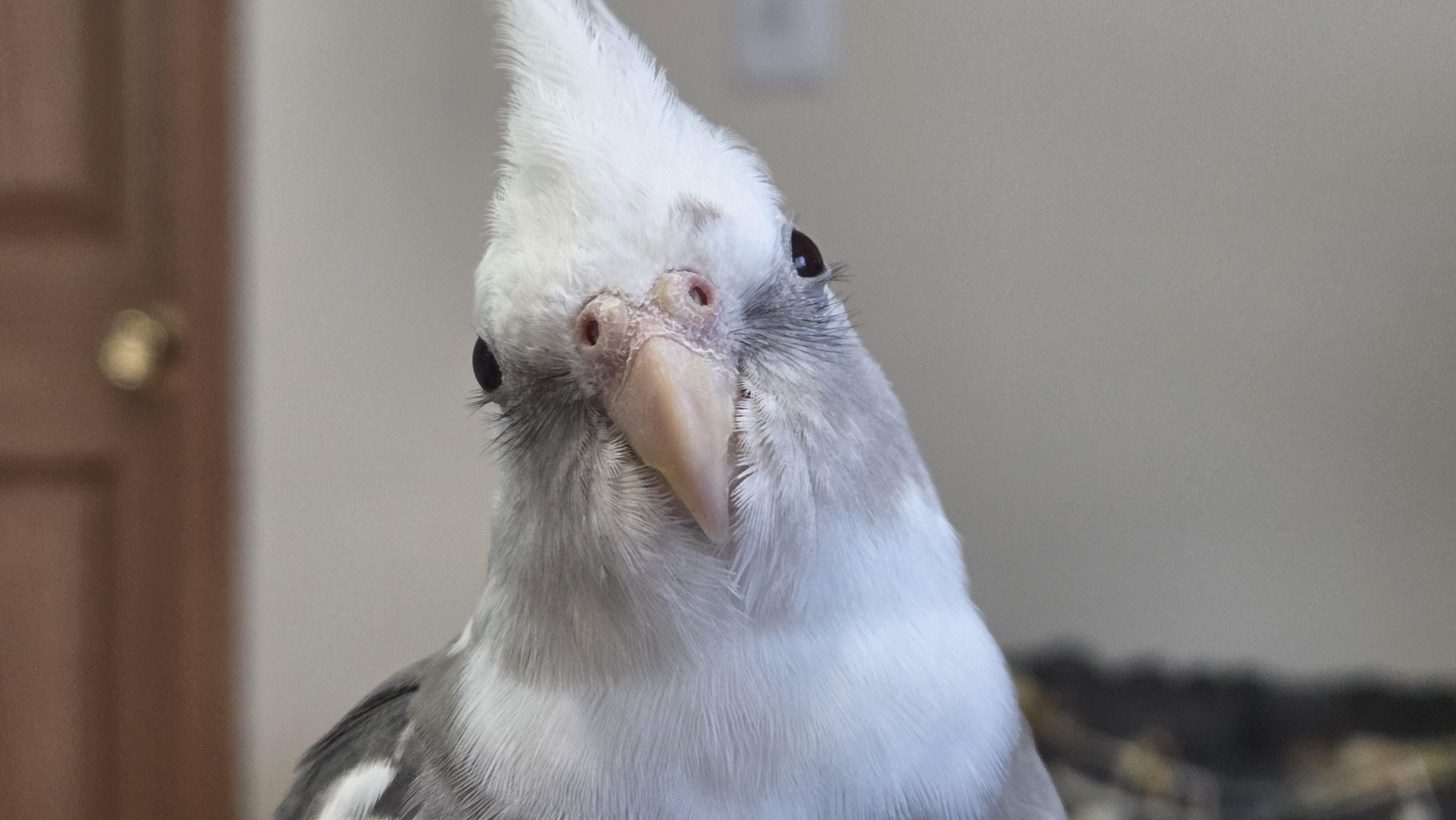 Pearl (Eagle River), Adoptable, Adult Unknown Cockatiel.