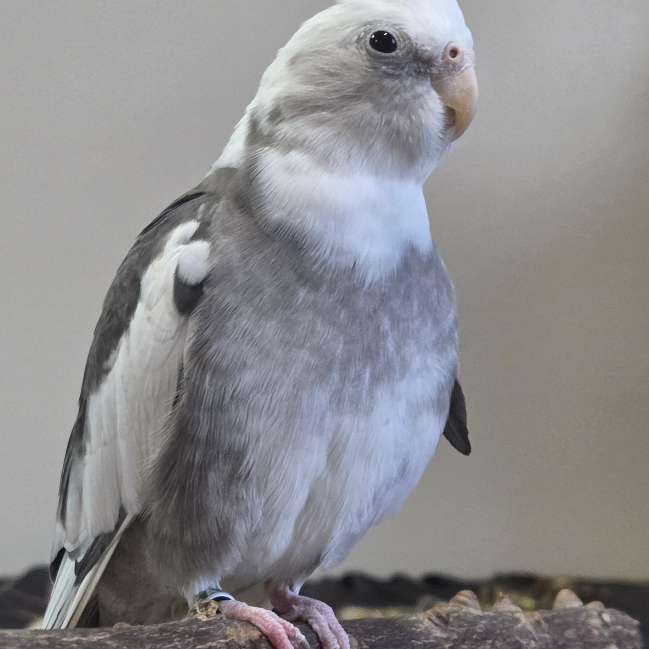 Enlarge Pearl (Eagle River), a Adoptable Cockatiel in Anchorage, AK image 2/2