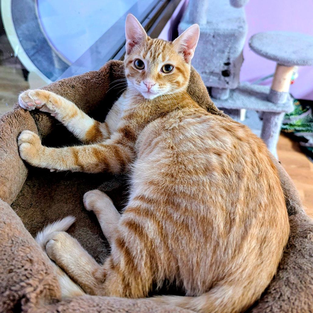 Enlarge Corndog, a Adoptable Domestic Short Hair in Springfield, IL image 1/1