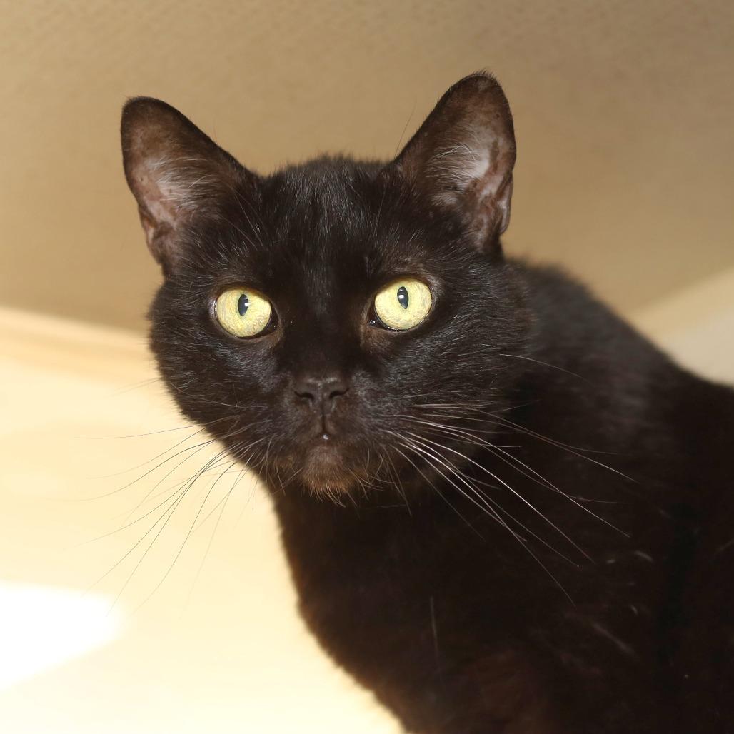 Dally, a Adoptable Domestic Short Hair in Evansville, IN image 1/2