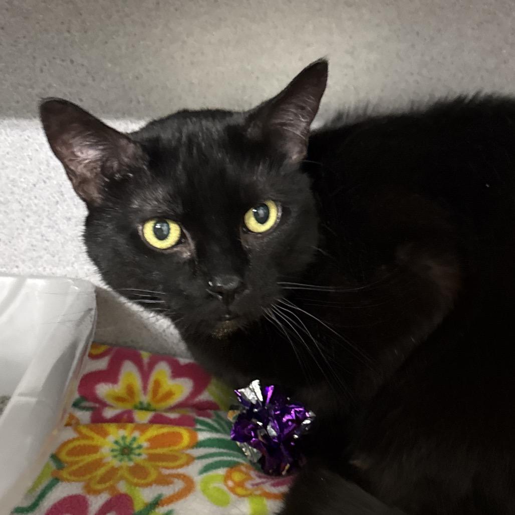 Dally, a Adoptable Domestic Short Hair in Evansville, IN image 2/2